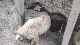 Quarbani sheep bargain(1)