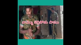 Rat Snake Rescue|| జెర్రిపోతు పాము || Snake Rescuer Karjun || Forest Department Rescue team.