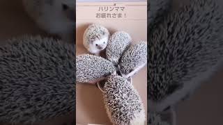 ハリネズミの赤ちゃん60日目👶🦔最終回！