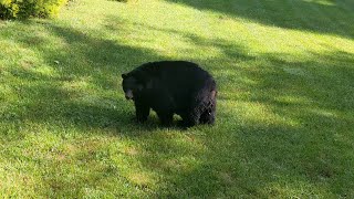 Bear Biff — Bulky Butterball