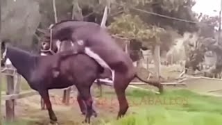 Horse and Donkey mating