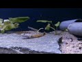 rhinogobius zhoui wild bij aquarium speciaalzaak utaka