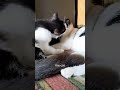 zorro cat animals adorably cute shorts shortvideo