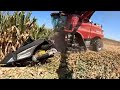 2024 Corn Harvest Starts In South East Illinois Season 5 Episode 24