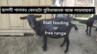 ছাগলী পালনত কোনটো সুবিধাজনক আৰু লাভদায়ক? Stall feeding or free range. Assam gaot farm. 8638035590