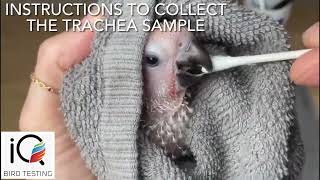 How to Collect a Trachea Sample using a Swab