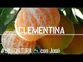 Cómo cultivar MANDARINAS 🍊 Así planté 🌱😋 la variedad más dulce de los cítricos 🌳 citriCULTURA #LdN