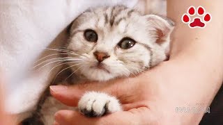 仔猫の爪切りはやはりこれ Kitten nail clippers　【瀬戸のアリス日記】