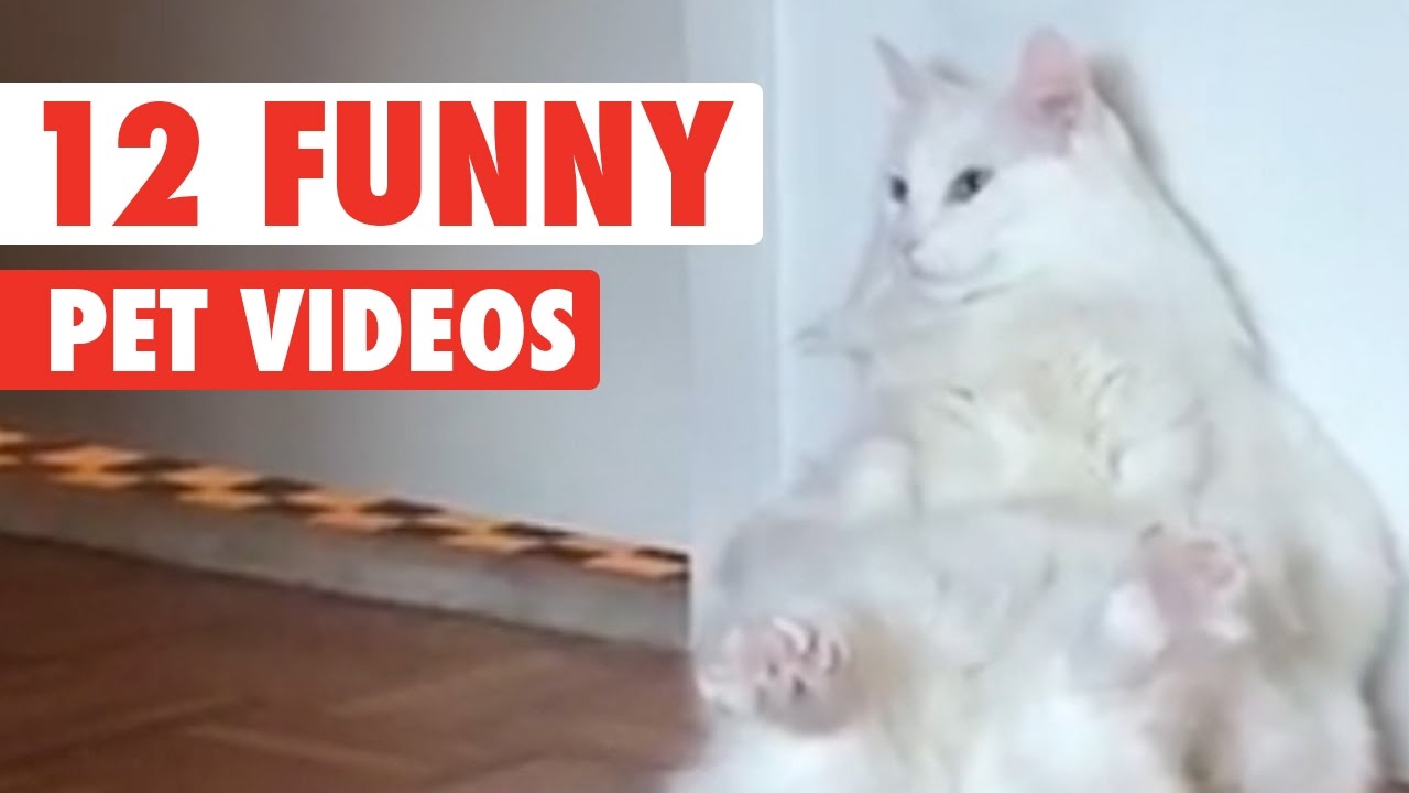 12 Funny Pet Videos Compilation 2016 Youtube