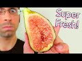 Figs in Algeria Are So Good! - Weird Fruit Explorer