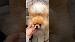 cute dog / funny cats and dogs videos #viral #shorts #trending #animalsBaby dog#cute puppy barking#4