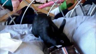 Rabbit steals the sweets.wmv