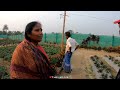 strawberry village in siliguri strawberry farming matigara স্ট্রবেরি গ্রাম স্ট্রবেরি চাষ