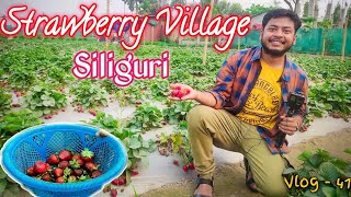 Strawberry Village in Siliguri || Strawberry farming || Matigara || স্ট্রবেরি  গ্রাম | স্ট্রবেরি চাষ