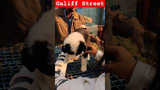 Galiff Street Pet Market। Dog Market #shorts #Dog #petmarket #galiffstreet