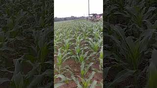 maize 🌽Rasi 4212 #maize #framing  #agriculture
