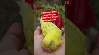 নবীজি বলেছেন তিন কারণে হায়াত কমে #birds #waz #parrot #mizanur_rahman_azhari #vairalshort #vairalwaz