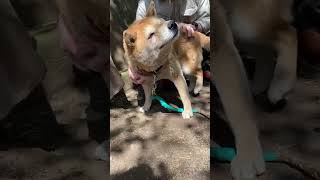 お寺の番犬・柴犬のくうちゃん(男の子)。じいちゃんのゴッドハンドに大満足のくうちゃん😆(2019年5月)