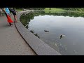 montreal canada walking 4k mount royal lac des castors beavers lake