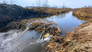 Beavers Blocked the Canal! Removing a Massive Beaver Dam to Restore Water Flow