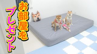 柴犬３兄妹へ、息子からの素敵なプレゼント