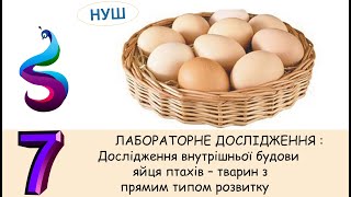 ЛАБОРАТОРНЕ ДОСЛІДЖЕННЯ Дослідження внутрішньої будови яйця птахів – тварин з прямим типом розвитку