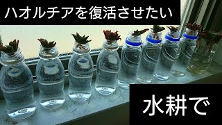 【2020/04/08花壇いじりvlog76】多肉植物 ハオルチアを復活させたい、水耕で