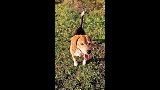 Beagle Walk Free In The Forest