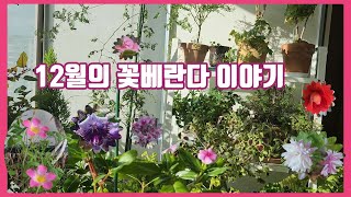 12월의 꽃베란다 이야기 #호야언박싱#가지치기#자리바꾸기#구근심기