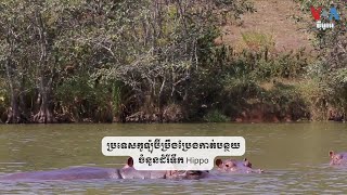 ប្រទេសកូឡុំប៊ីប្រឹងប្រែងកាត់បន្ថយចំនួនដំរីទឹក Hippo