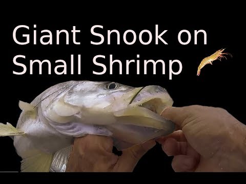 How To Catch Snook on Shrimp Day or Night Fishing How To Catch Snook on Shrimp Day or Night Fishing