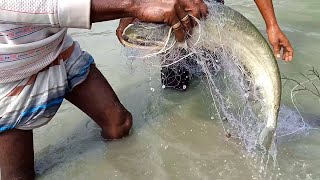 রক সুতার জাল দিয়ে বোয়াল মাছ ধরার অসাধারণ এক টেকনিক।