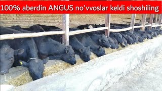 Aberdin ANGUS avlikol no'vvoslar keldi