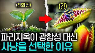 식충 식물들은 어떻게 진화했을까? (곤충을 소화하는 과정..)