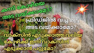 Kozhi valarthal, നാടൻ കോഴി വളർത്തൽ #poultry #kozhivaruval #birds #farming