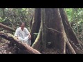 noya rao icaro shipibo icaro rare footage of noya rao tree.