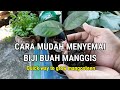 CARA MUDAH MENYEMAI BIJI MANGGIS 🌱 Quick way to grow mangosteen