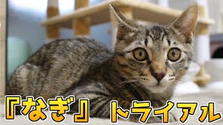 保護猫の「なぎ」 トライアル開始 里親さん宅 仔猫 幸せな家族