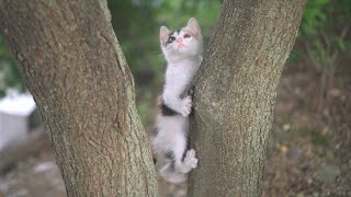 나무위에서 날아 다니는 새끼 고양이 kitten's first attempt at climbing trees