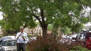 Scholar tree (Styphnolobium japonicum) - Plant Identification