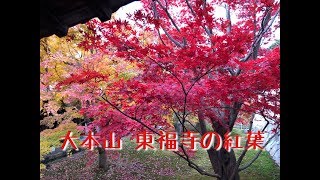 大本山 東福寺の紅葉 2017年(Autumn leaves of TOFUKUJI in KYOTO )