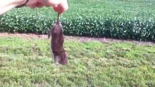 Field mouse caught by tail.