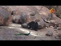 mother sloth bear attacking on others