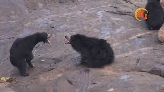 MOTHER SLOTH BEAR ATTACKING ON OTHERS