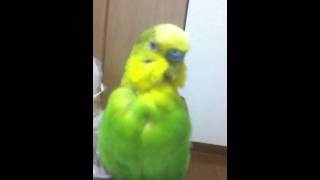 毛づくろいnowインコ