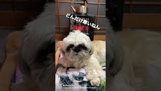 （ストーブ好き）寒すぎるシーズー犬バル君～Shihtzu is cold ?～ #shorts