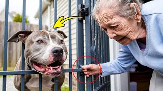 Elderly Woman With Alzheimer's Opens Gate For Pitbull, What He Did Shocked Everyone...