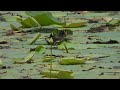 water bird moorhen.