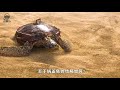 變異的海洋生物，獲獎cg短片：《被污染的海底世界》