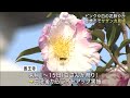 ピンクや白色の花が鮮やかなサザンカ見頃　愛知県豊橋市の”さざんか寺” 21 11 21 11 59